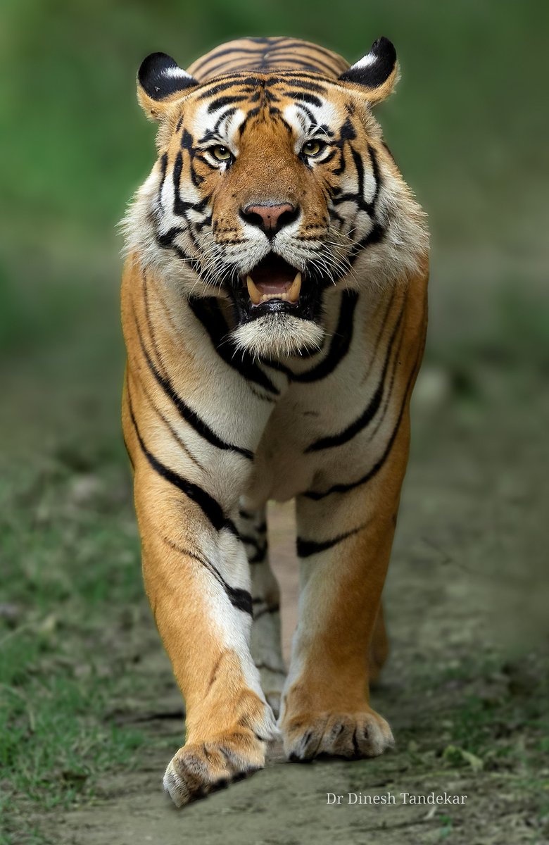 SMNK1972's tweet image. What a magnificent looking Bengal tiger (known as Bajirao) . Photographed in Pench Tiger Reserve Jungle Safari At Rukhad Gate. Credit to Dinesh M Tandekar