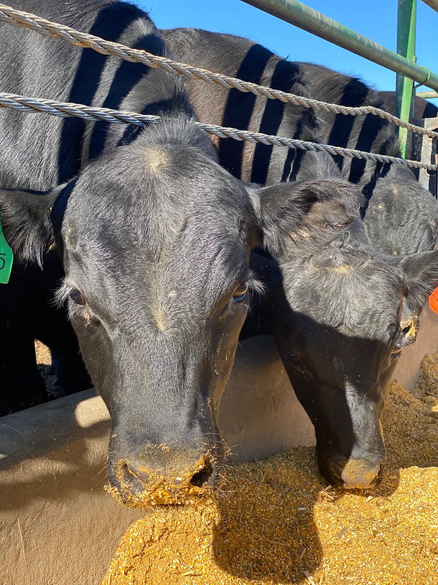 Good morning from our BetterFed Beef Families
Big week ahead.
Giddy'Up 😊
(Photo courtesy of Dr. Octavio Guimaraes)