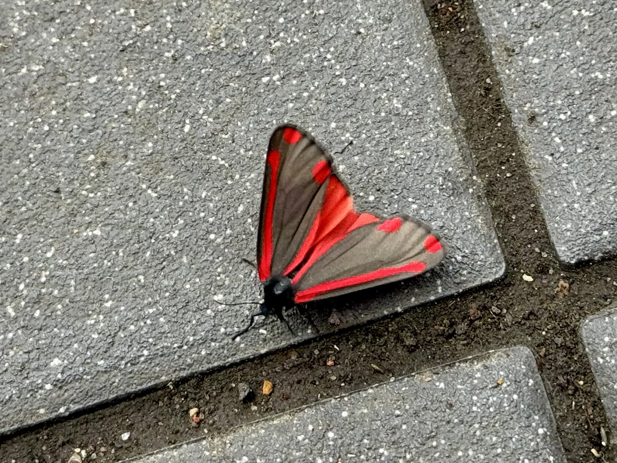 Red Cuthbert Morris may not have insect members, but if one joined, it’d be our very own Cinnabar moth - striking red &amp; black, perfectly in style. #MorrisDancing
