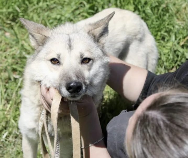 💚 LA NIEBLA JA ÉS A CASA!
Moltes gràcies a tots i totes per compartir-ho i ajudar! 🙌
Es diu Niebla, va fugir espantada per un petard des de la Salut i havia estat vista corrent cap a Sant Roc.
Final feliç! 🐾 #Badalona