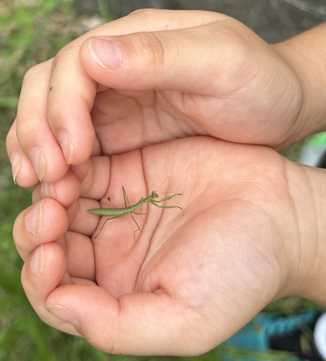 次男(5)に「カマキリとダンゴムシ、どっちが好き？」と聞いたら、「カマキリ」と即答してきました。カマキリはダンゴムシをも超えてきたので、カマキリとパパの序列は聞くまでもありませんでした。