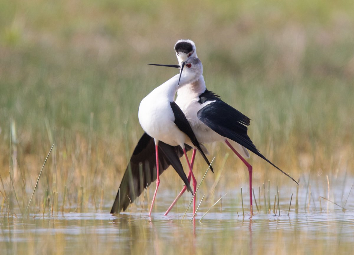 Two cuddly Black-winged Stilts. Photo made by birder Nath at Parc du Marquenterre in France and uploaded to birdingplaces.eu/birdingplaces/… You can upload bird pics of areas you visited on Birdingplaces.eu by clicking on 'Add image'. Some of the nicest pictures are shared by us.