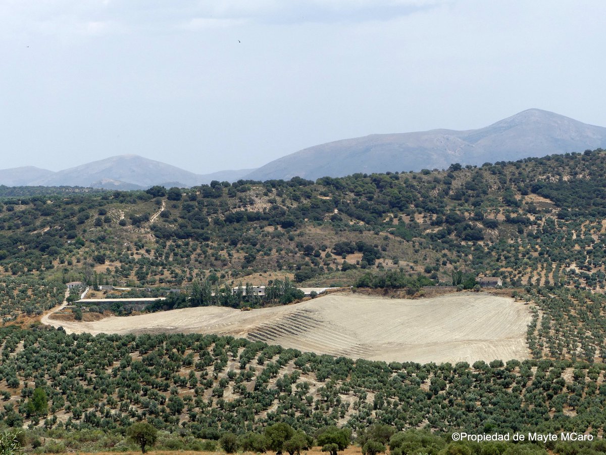 .Así avanzan las #talasmasivas  de los #olivos en nuestro barrio de la Alquería de #ElFargue, y los cerros que quemaron, para colocar miles de placas solares, la vergüenza que no creo que sirva para que #Granada se convierta en #CapiltalCulturalDeEuropa2031
#España