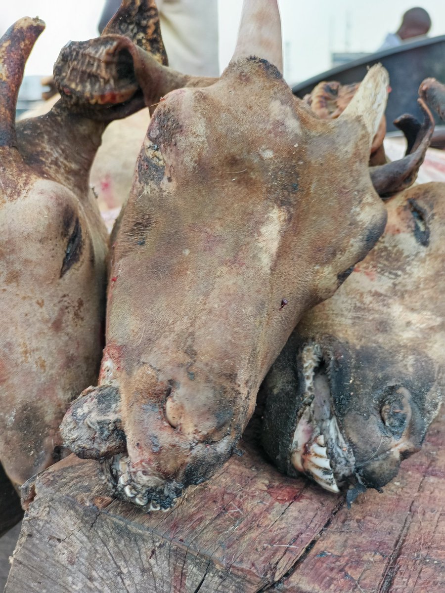 NgTruevine's tweet photo. CATALOG POST
Item: Goat Meat
Price: #6,500/kg https://t.co/btf3EtIsa7