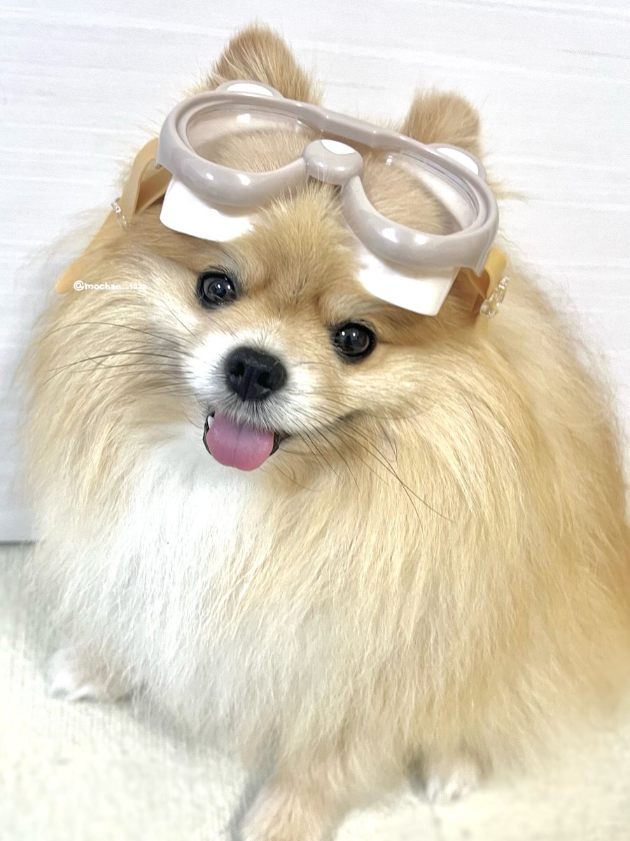 もちゃん🐶🍮ポメラニアン on X: 