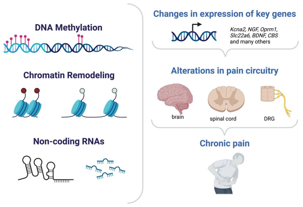 EigenBioAI's tweet image. Hello #chronicpain cause by #RNA. We are going to find you. 

doi.org/10.3390/cells1…