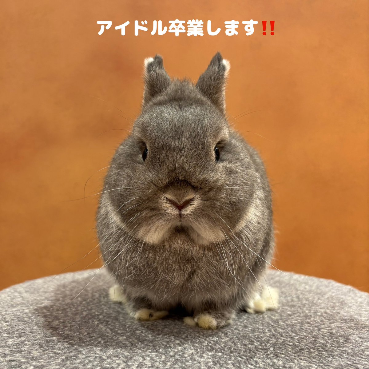 うさぎのしっぽhus二子玉川店 on X: 