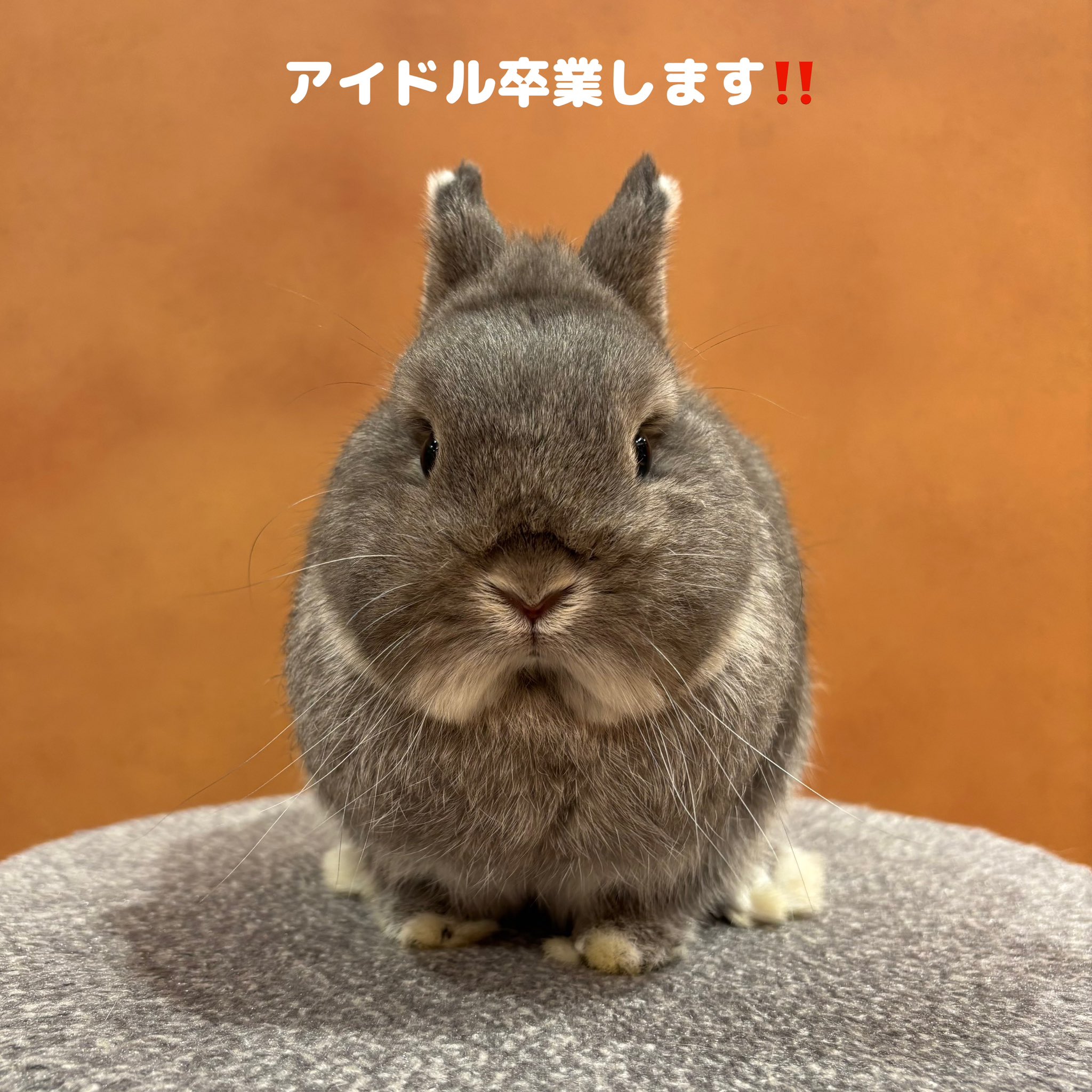 ぱんだうさぎ様専用hirokopon
