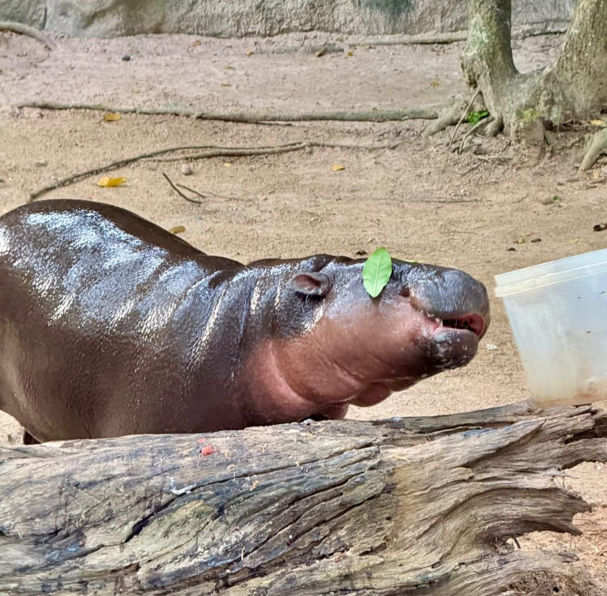 🚨BREAKING: Moo Deng has once again been attacked by a leaf. 😂