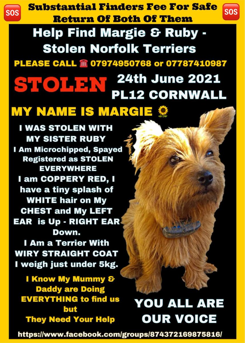 Ok everyone, a special #MargieandRubyMonday challenge

Tomorrow will mark 4 years since they vanished.

Please, please make stolen Margie &amp; Ruby go #viral

They are out there, but not everyone knows about them- please share!

RED LONG HAIRED NORFOLK TERRIERS STOLEN CORNWALL 2021