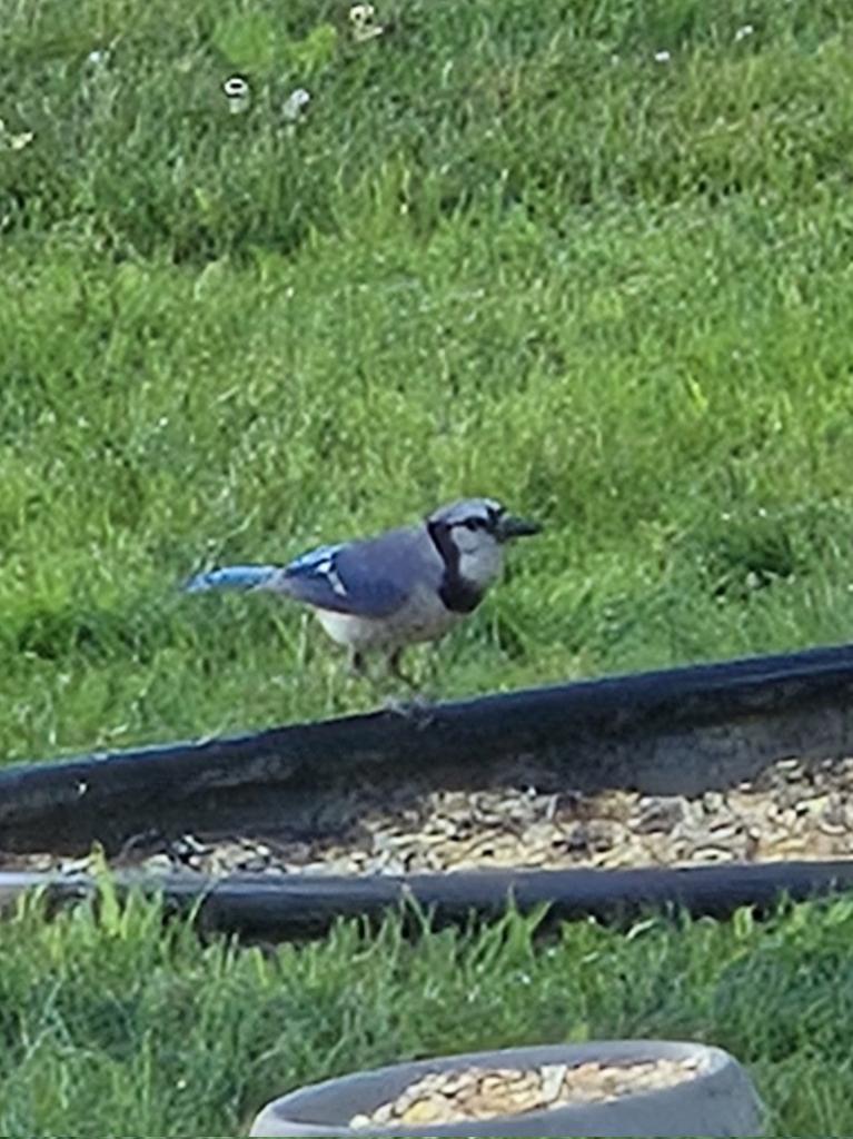 Bluejay.....