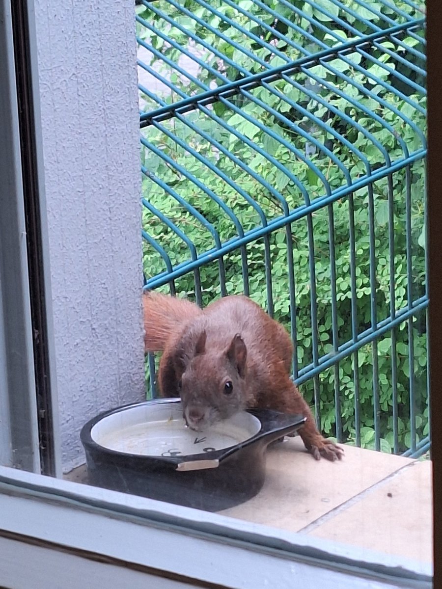 Robin mag sich im Sommer nicht jeden Tag Nüsse abholen (oder kommt, wenn ich nicht da bin), aber frisches Wasser steht trotzdem immer da.
So wichtig!

#Bibliothekshörnchen