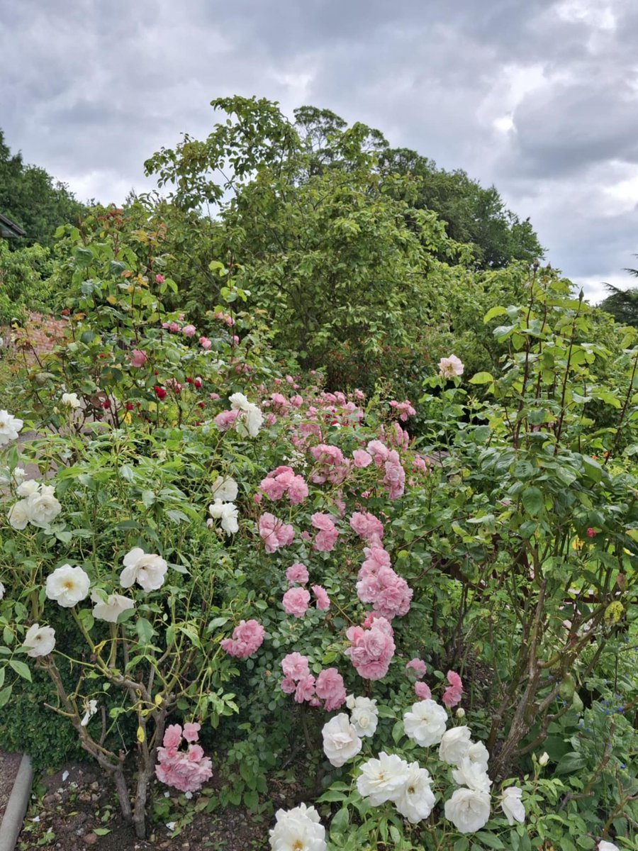 📷 Come and Visit Erlas Victorian Walled Garden! 📷
Looking for a peaceful place to explore, relax, and support a great cause? Erlas Victorian Walled Garden is open for all to enjoy!  Our pathways are wheelchair and pushchair friendly. We are open Monday to Friday 9:00am - 3pm