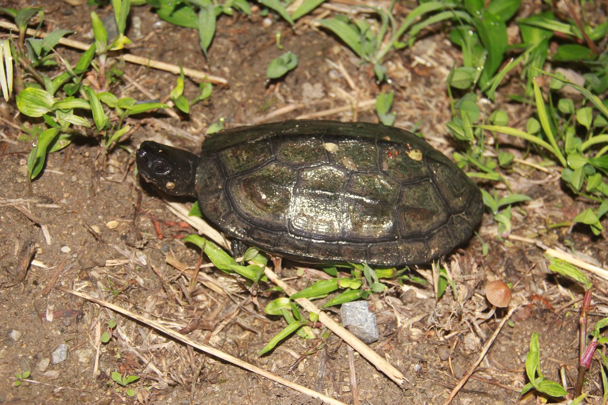 いつぞやの写真　メラニズムのクサガメかっこよ