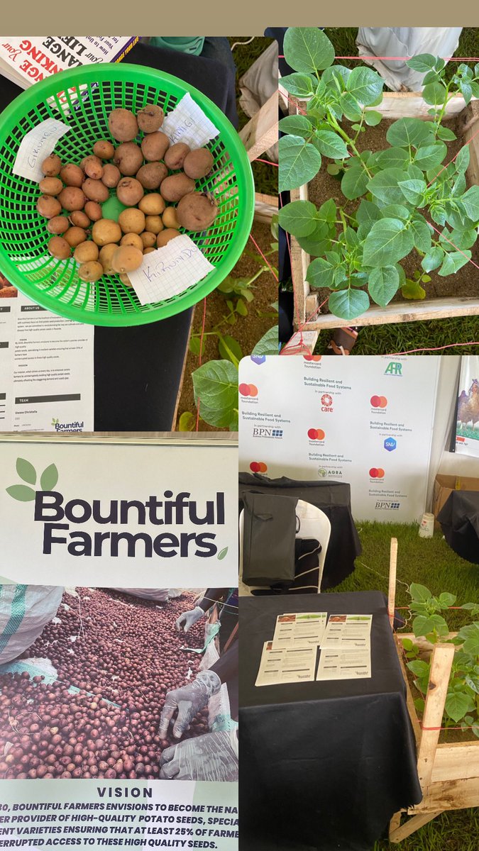 Bountiful_Farm's tweet photo. We’re excited to invite you to visit Bountiful Farmers at our stand during this year’s AgriShow! Come and discover how we’re multiplying Irish potato seed with innovation and farmer centered solutions. https://t.co/GNTcwK7Btm