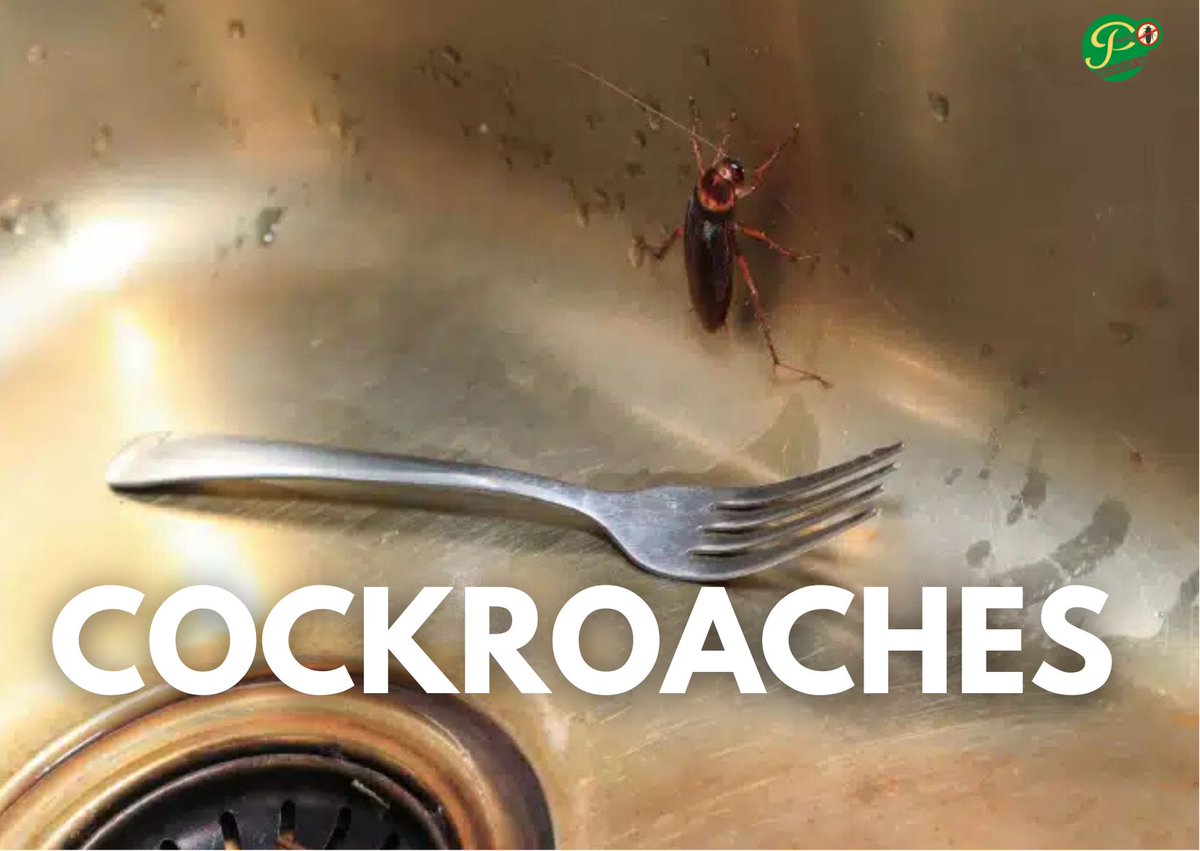 terminatorsng's tweet image. They hide in cracks, appliances and even under your fridge 
One roach= a whole squad nearby

#roaches #cockroachescontrol #infestationalert