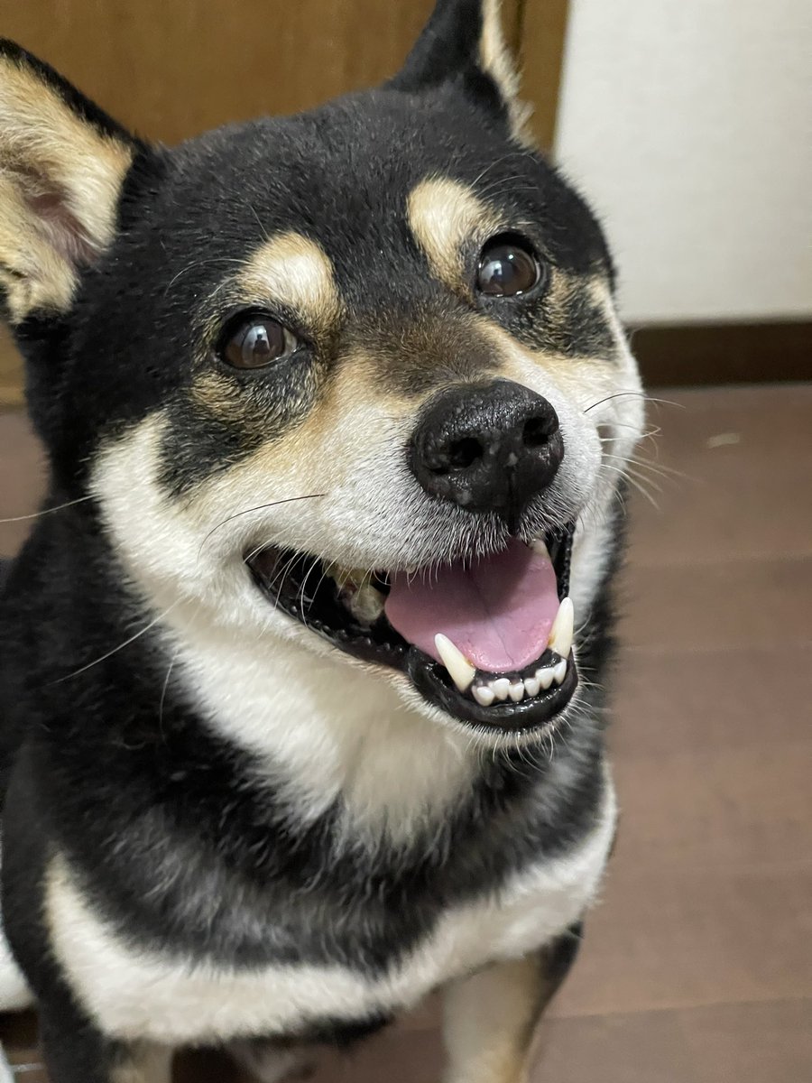 うちの野獣です