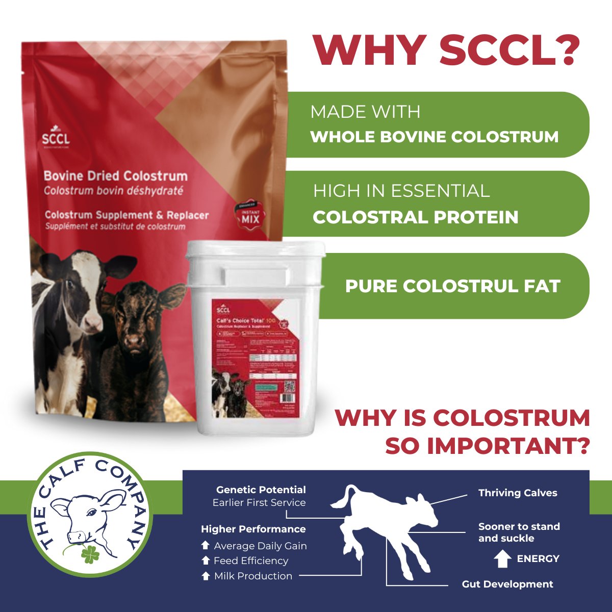 Colostrum is key! If you do not have the correct Brix value or the correct quantity, be sure to supplement with SCCL Colostrum. Use the SCCL app to know how many grams are required to meet the desired quantity &amp; quality of colostrum.

🌐 thecalfcompany.com/product/sccl-c…

#calfrearing
