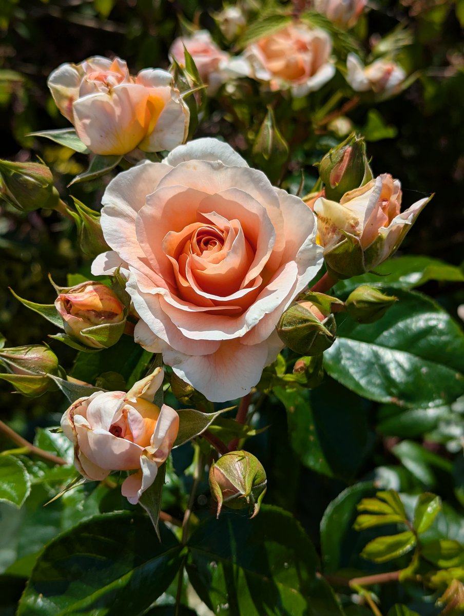 It's certainly a good year for the (Rose of the Year) roses! Peach Melba, Sweet Honey, It's a Wonderful Life &amp; You're My Everything 😍