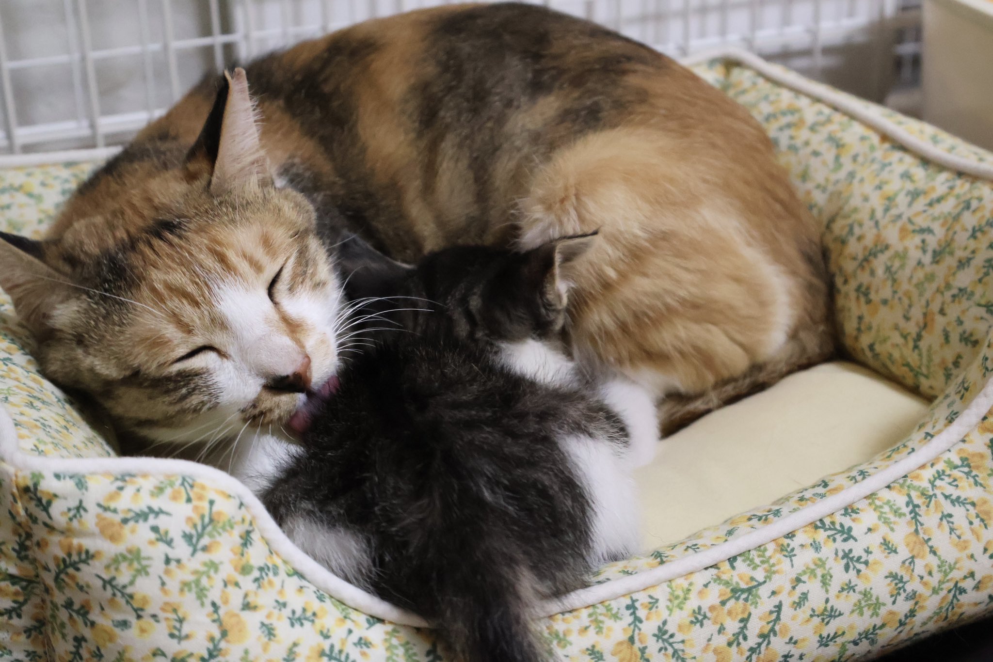 横たわるダークビスケット猫｜WooBia公式オンラインショップ
