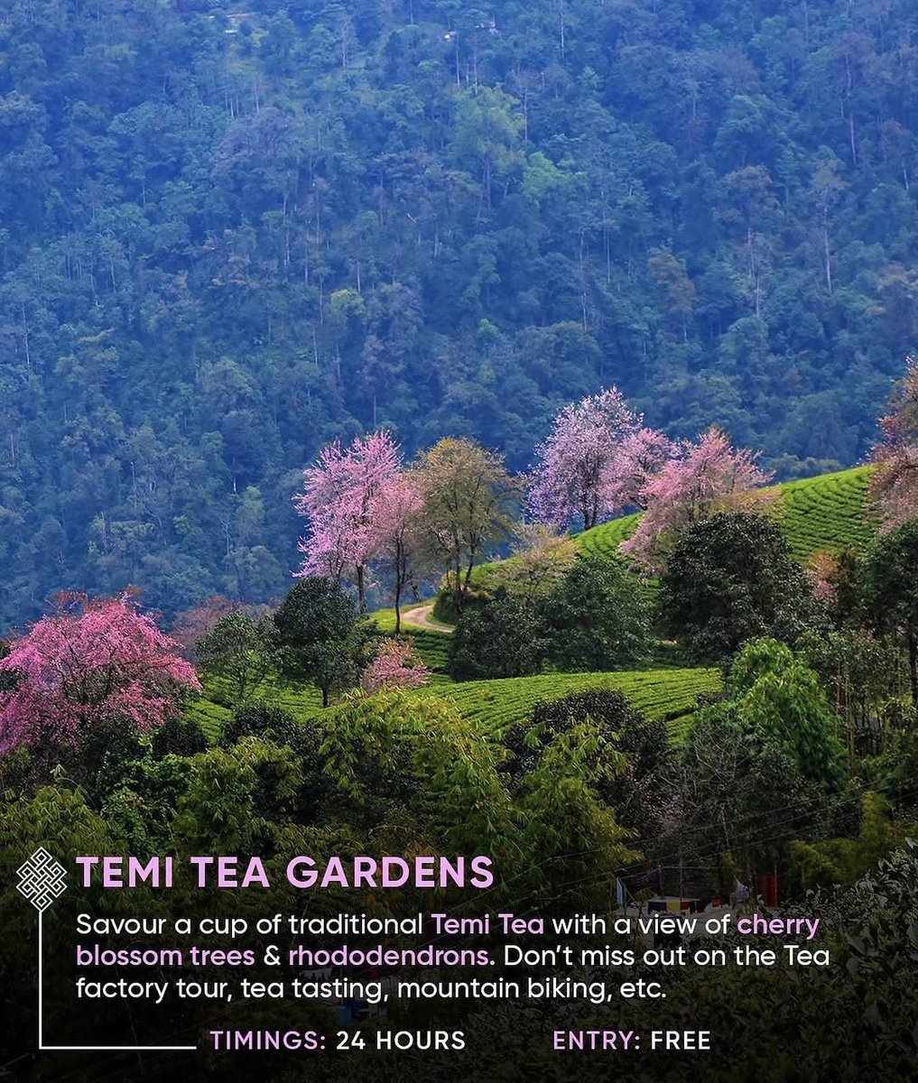 NorthEasttrip's tweet image. Pelling's best: Thrilling Skywalk, 🌁serene Temi Tea Garden, 🌿 and the peaceful Buddha Temple. ✨Unforgettable views await!☁️⛰️

.
.
#travel #Pelling #Sikkim #northeastindia #tripguide #India #ExploreMore