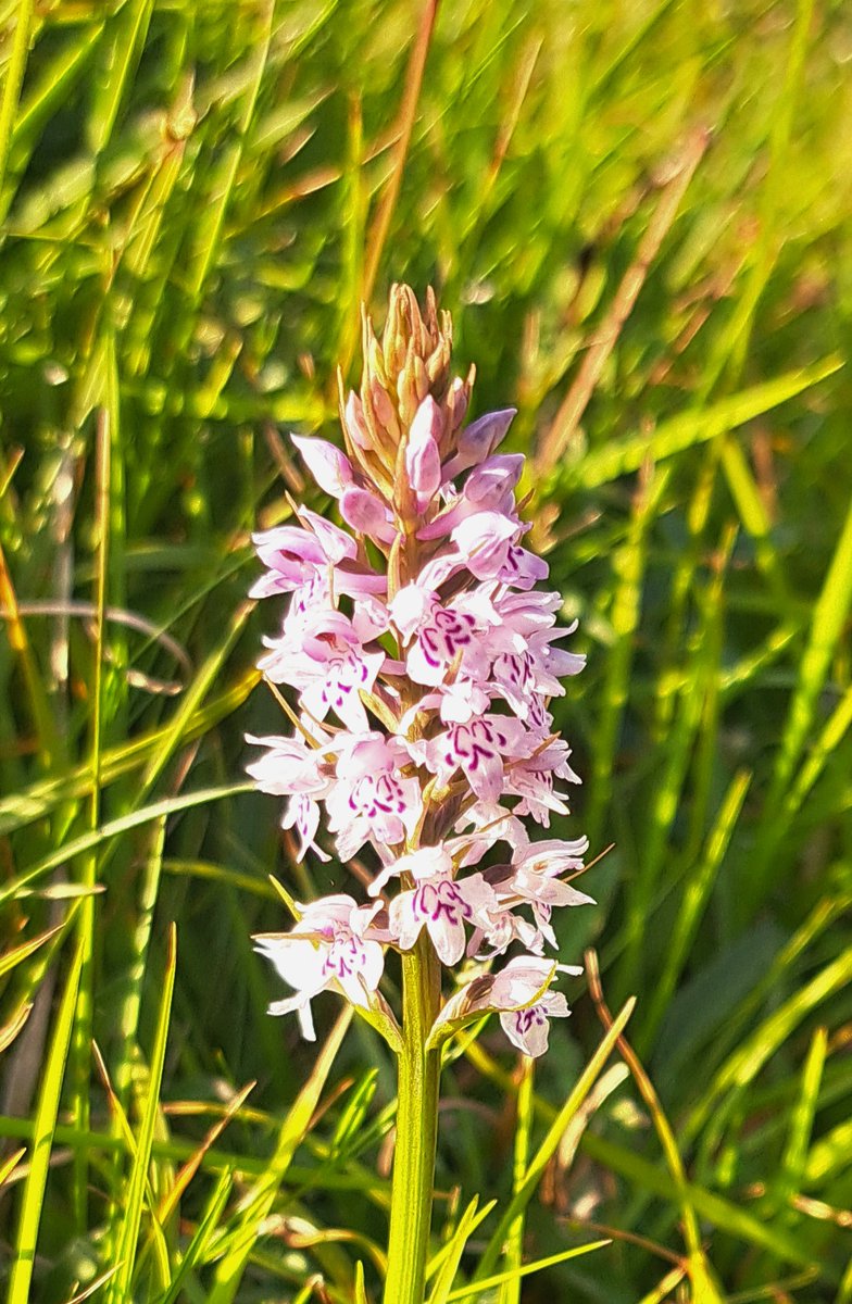 Some interesting orchids on Wye Downs  - Late spider, fragrant and spotted I think #Orchids