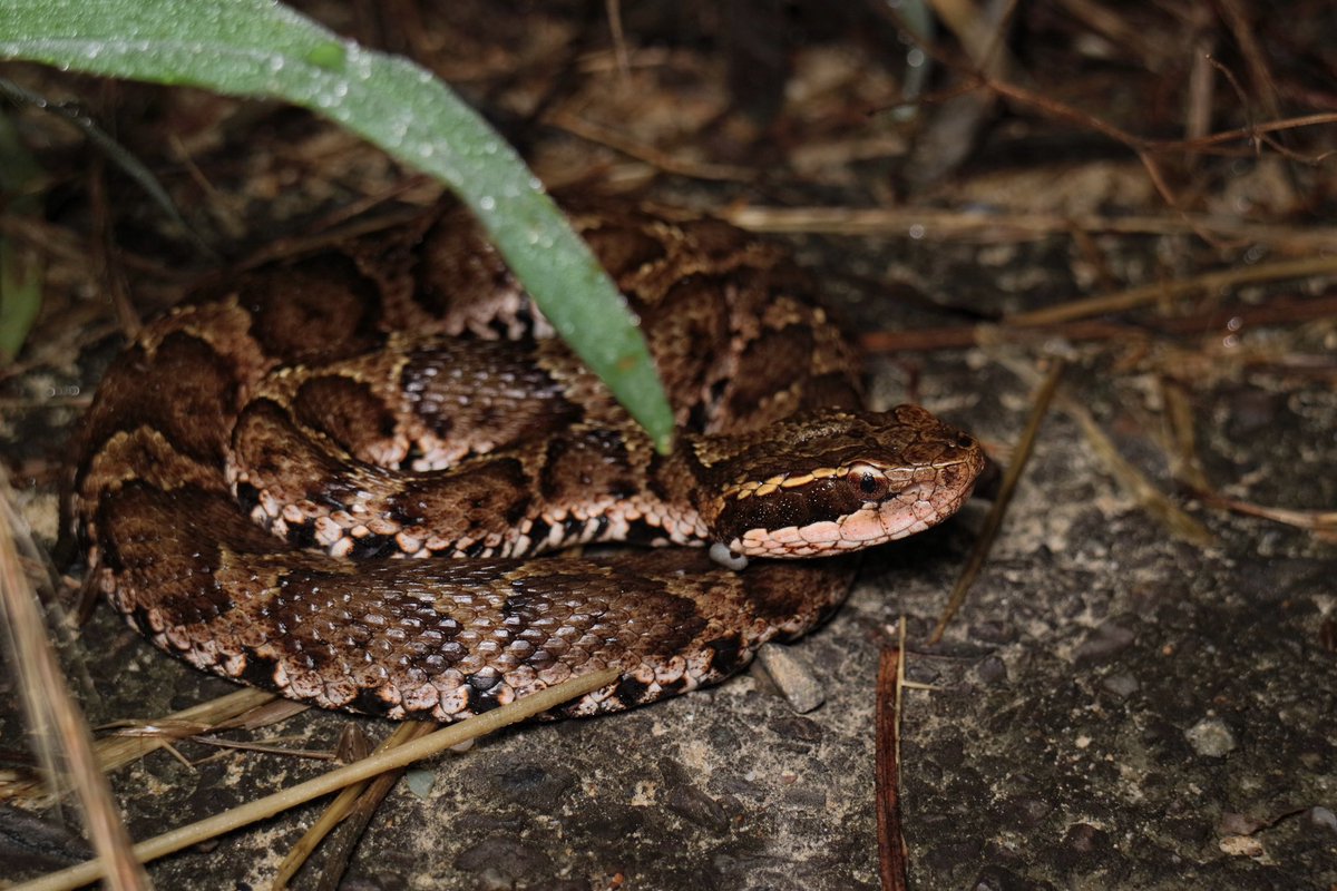 ニホンマムシ
𝘎𝘭𝘰𝘺𝘥𝘪𝘶𝘴 𝘣𝘭𝘰𝘮𝘩𝘰𝘧𝘧𝘪𝘪