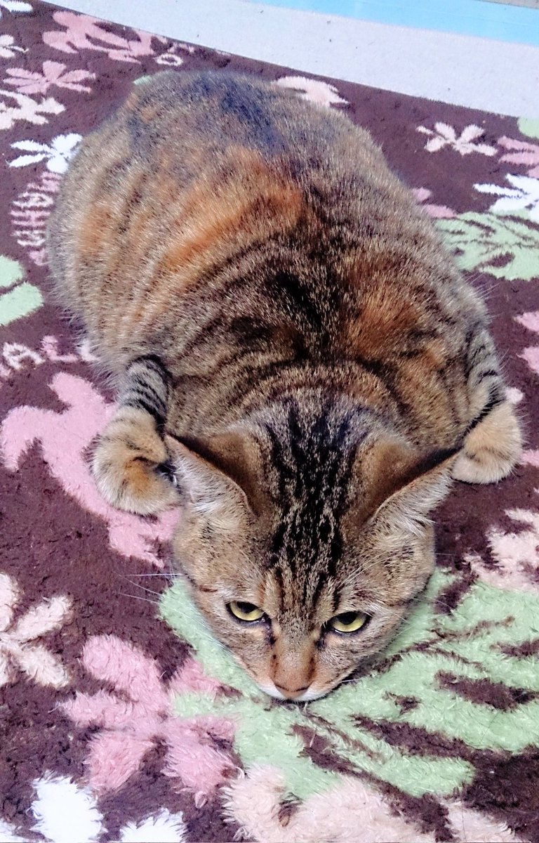 ３8０１(マイ) tweet media