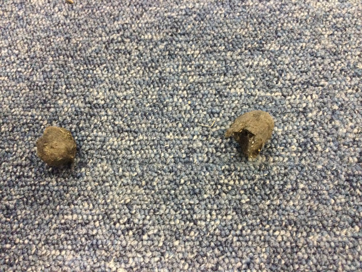 Mrs Crawford's Class (@ccrawfordclass) on Twitter photo What an amazing Animal Detective! Edward found an owl pellet on his Grandma and Grandadβs farm! <a href="/St_Wilfrids_CE/">St Wilfrid's</a> <a href="/LT_Trust/">Learning Together Trust</a> What an amazing Animal Detective! Edward found an owl pellet on his Grandma and Grandadβs farm! <a href="/St_Wilfrids_CE/">St Wilfrid's</a> <a href="/LT_Trust/">Learning Together Trust</a>