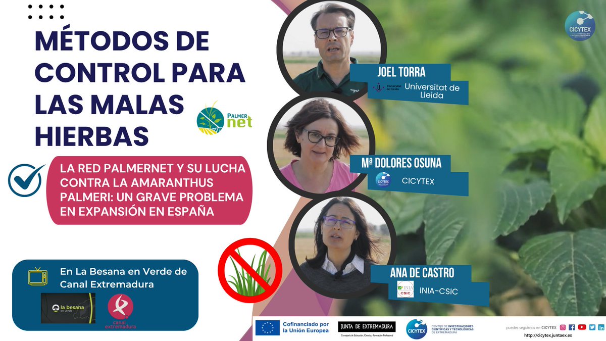 CICYTEX (@cicytex) on Twitter photo 📺En la <a href="/labesanaCEX/">La Besana en Verde</a> se han hecho eco de nuestra Jornada de la Red de Investigación #PalmerNET. Amaranthus palmeri: Una mala hierba q supone un grave problema en expansión en España🚫🌿
👉Si quieres saber➕sobre esta mala hierba y qué se está haciendo canalextremadura.es/a-la-carta/la-… 📺En la <a href="/labesanaCEX/">La Besana en Verde</a> se han hecho eco de nuestra Jornada de la Red de Investigación #PalmerNET. Amaranthus palmeri: Una mala hierba q supone un grave problema en expansión en España🚫🌿
👉Si quieres saber➕sobre esta mala hierba y qué se está haciendo canalextremadura.es/a-la-carta/la-…