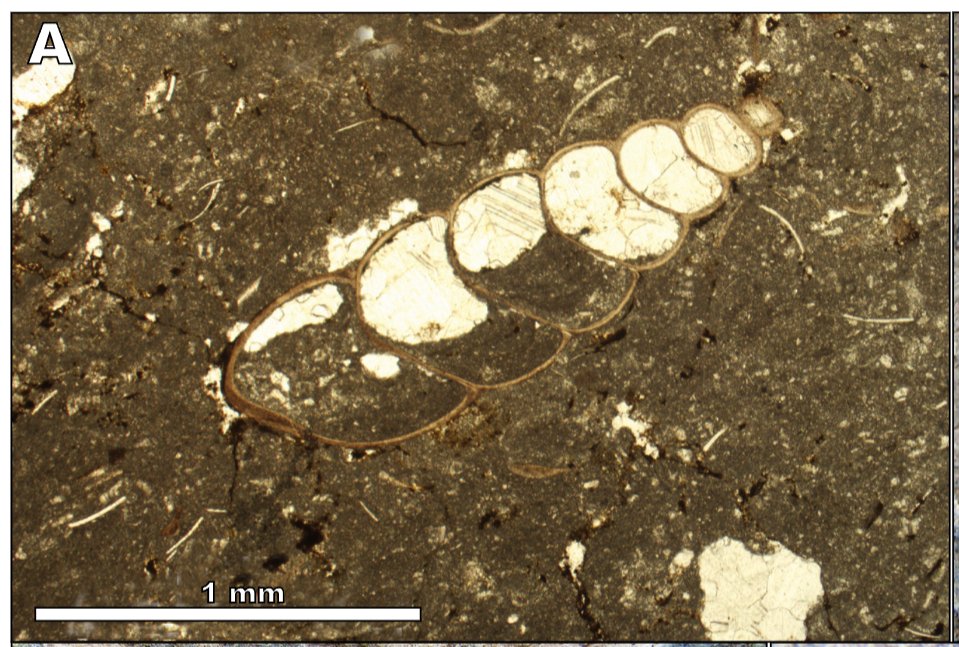 Geologica Acta (@geoacta) on Twitter photo New published manuscript: A refugium for #charophytes during the maximum post-Palaeozoic sea-level highstand in the Turonian of Tarragona (Catalonia, Spain) C. Martín-Closas et al. Link: revistes.ub.edu/index.php/GEOA………
<a href="/geologiaub/">Facultat de Ciències de la Terra</a> <a href="/IRBioUB/">IRBioUB</a> <a href="/ICP_MCrusafont/">Institut Català de Paleontologia Miquel Crusafont</a>
📷 New published manuscript: A refugium for #charophytes during the maximum post-Palaeozoic sea-level highstand in the Turonian of Tarragona (Catalonia, Spain) C. Martín-Closas et al. Link: revistes.ub.edu/index.php/GEOA………
<a href="/geologiaub/">Facultat de Ciències de la Terra</a> <a href="/IRBioUB/">IRBioUB</a> <a href="/ICP_MCrusafont/">Institut Català de Paleontologia Miquel Crusafont</a>
📷