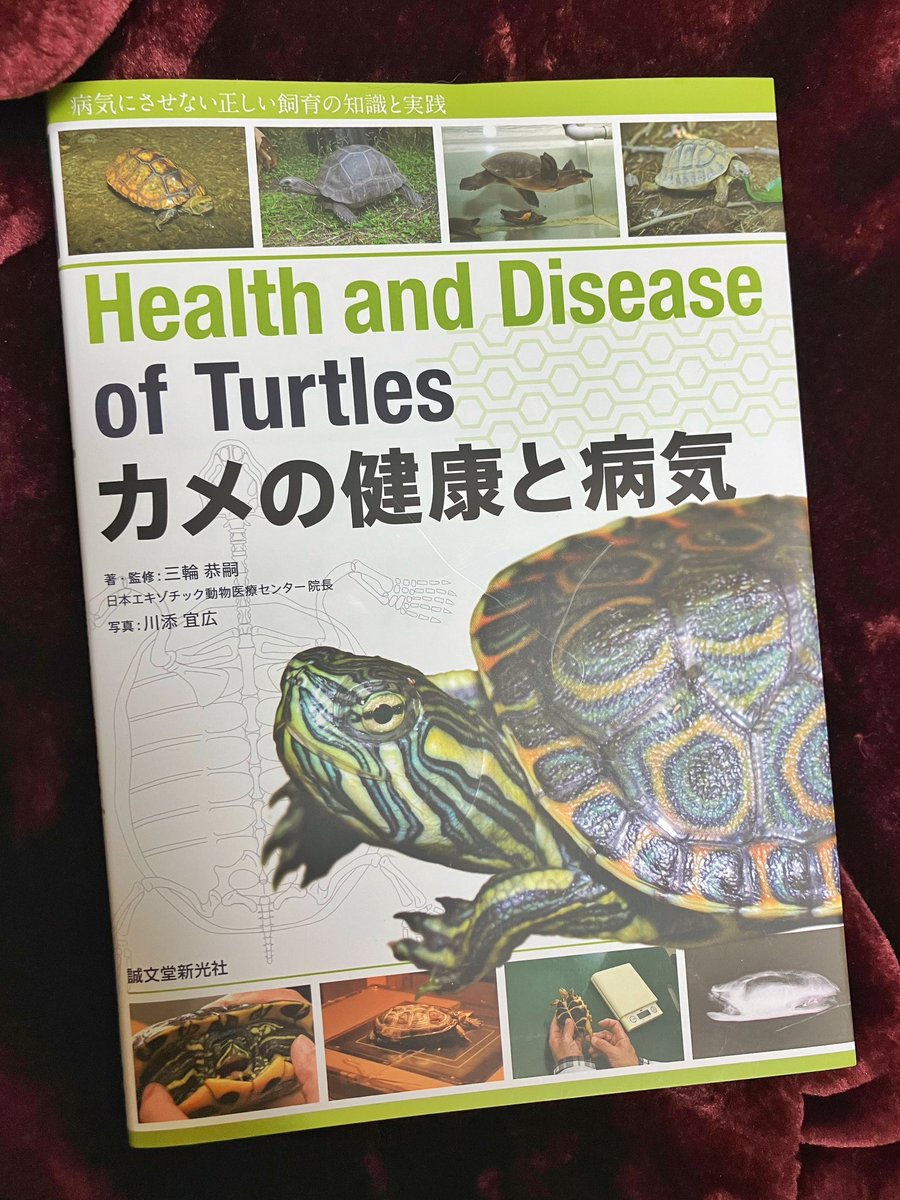 mukuroyahonpo's tweet image. 先日、誠文堂新光社さんより発売されたカメの健康と病気という本に骨格標本写真を提供させていただきました🐢
カメは長生きですし、飼育しているならこういった本1冊は持っておくといいですね🐢