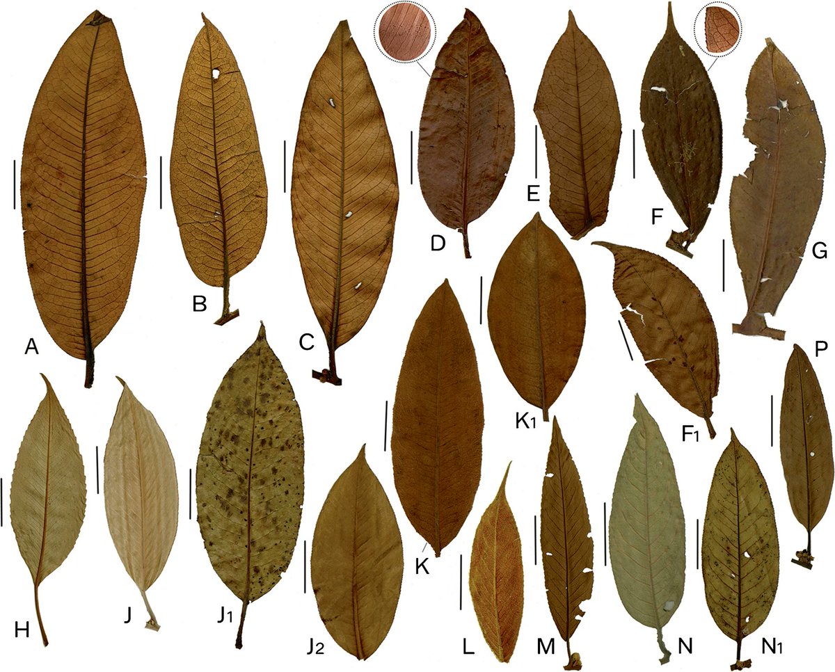 Manuel Luján (@manuelujan) on Twitter photo Check out this wonderful publication documenting the diversity of Freziera, a poorly known genus of #Neotropical trees #OpenAccess Kew Bulletin: doi.org/10.1007/s12225…. Well done to all the authors: Daniel Santamaría-Aguilar, Quírico Jiménez,<a href="/Lagomarsino_L/">Dr. Laura Lagomarsino</a> & <a href="/alexmonro/">Alex Monro</a> Check out this wonderful publication documenting the diversity of Freziera, a poorly known genus of #Neotropical trees #OpenAccess Kew Bulletin: doi.org/10.1007/s12225…. Well done to all the authors: Daniel Santamaría-Aguilar, Quírico Jiménez,<a href="/Lagomarsino_L/">Dr. Laura Lagomarsino</a> & <a href="/alexmonro/">Alex Monro</a>