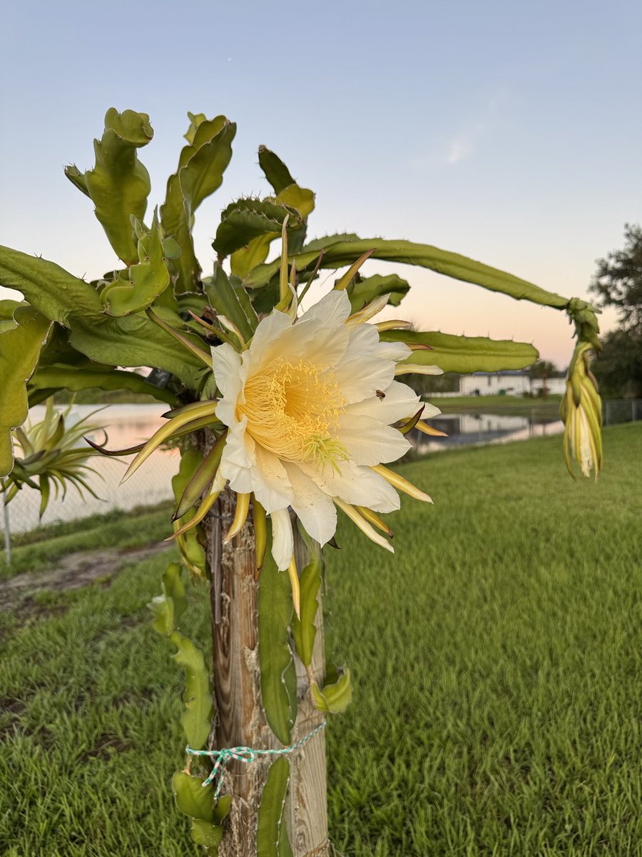 TloweTgrass's tweet image. Dragonfruit have such impressive flowers and such a shame that they only flower for one night. Most are not self-fertile and require a pollinator (me) to collect pollen from different varieties and then pollinate them the one night that they open up. It's a fun hobby.