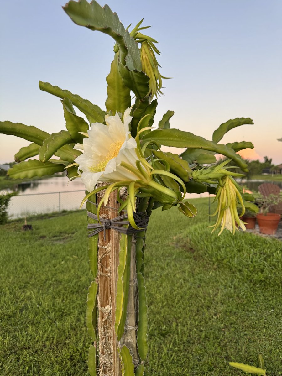 TloweTgrass's tweet image. Dragonfruit have such impressive flowers and such a shame that they only flower for one night. Most are not self-fertile and require a pollinator (me) to collect pollen from different varieties and then pollinate them the one night that they open up. It's a fun hobby.