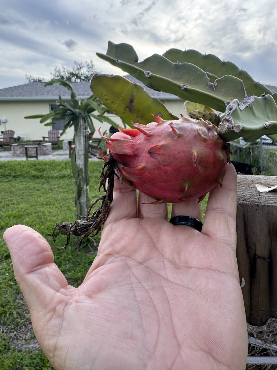 TloweTgrass's tweet image. Dragonfruit have such impressive flowers and such a shame that they only flower for one night. Most are not self-fertile and require a pollinator (me) to collect pollen from different varieties and then pollinate them the one night that they open up. It's a fun hobby.