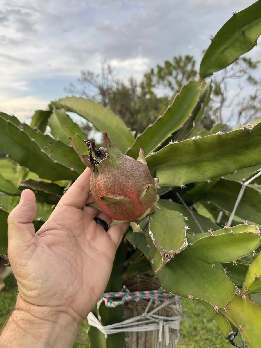 TloweTgrass's tweet image. Dragonfruit have such impressive flowers and such a shame that they only flower for one night. Most are not self-fertile and require a pollinator (me) to collect pollen from different varieties and then pollinate them the one night that they open up. It's a fun hobby.