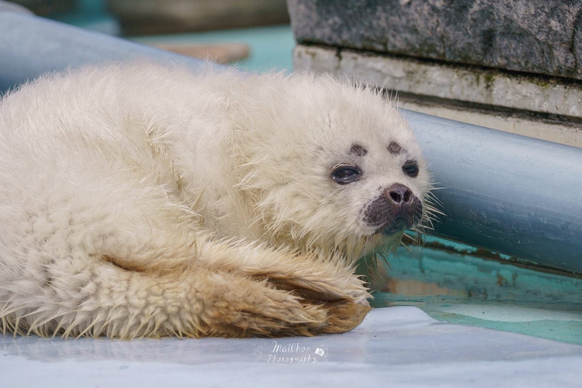 maichon58's tweet image. んー?( ⌯ω⌯ )ᐝ
#北海道 #HokkaidoLove #とっかりセンター #月 #エケチェン #東京カメラ部