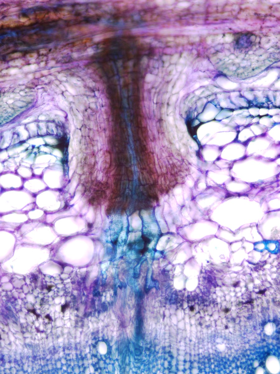 Crop Science Centre (@cropscicentre) on Twitter photo 🌱✨ Just published! New review article from <a href="/minyaojhu/">Min-Yao Jhu, PhD</a>, <a href="/vmourade/">Vmoura</a> and <a href="/slcuplants/">Sainsbury Laboratory Cambridge University (SLCU)</a> reveals how plants tailor their organ development to interact with both symbiotic allies and parasitic foes. Fascinating insights into plant adaptability! 🔬#PlantScience cropsciencecentre.org/news/how-plant… 🌱✨ Just published! New review article from <a href="/minyaojhu/">Min-Yao Jhu, PhD</a>, <a href="/vmourade/">Vmoura</a> and <a href="/slcuplants/">Sainsbury Laboratory Cambridge University (SLCU)</a> reveals how plants tailor their organ development to interact with both symbiotic allies and parasitic foes. Fascinating insights into plant adaptability! 🔬#PlantScience cropsciencecentre.org/news/how-plant…