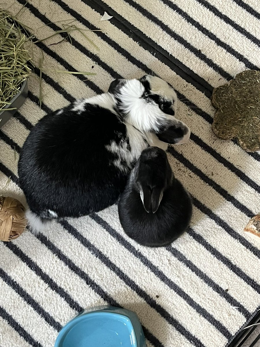 cow bunny and his tiny wife