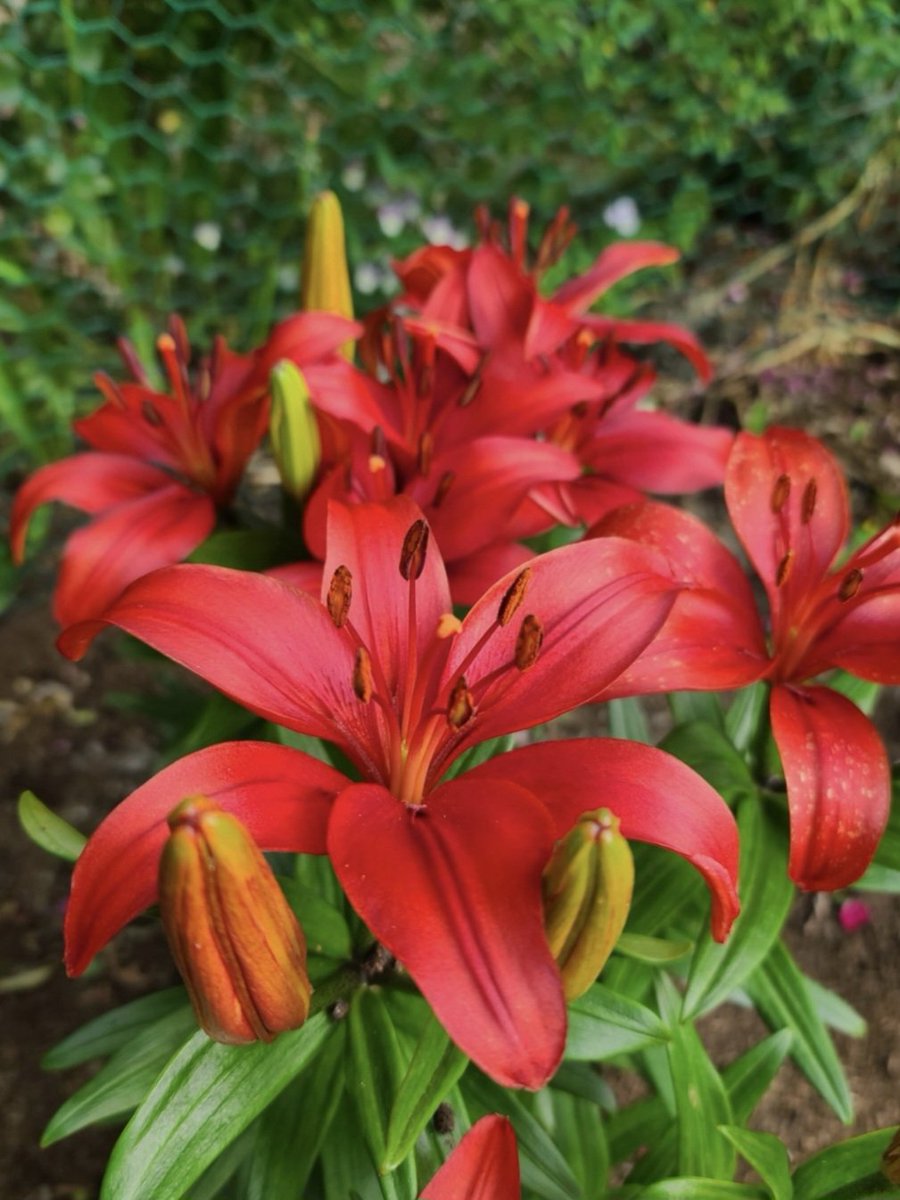 아찔하다 
치명적인 빨강으로 
불타오르는 백합꽃 🤩