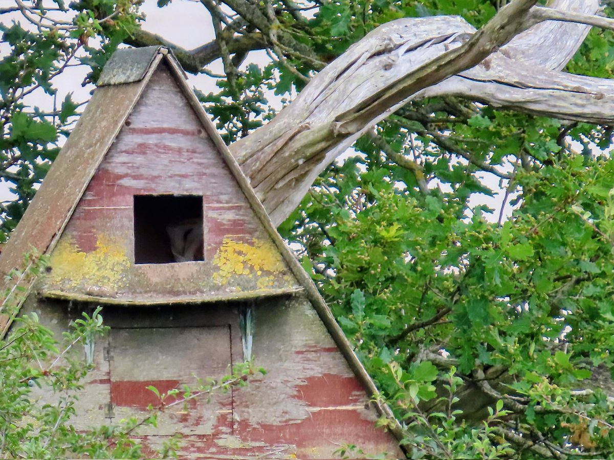 For #OwlishMonday look into my eyes🦉👀 Barn Owl lurking at the back of the Owl box at Fingringhoe Wick nature reserve yesterday #birdsfromfaraway 🔎🧐