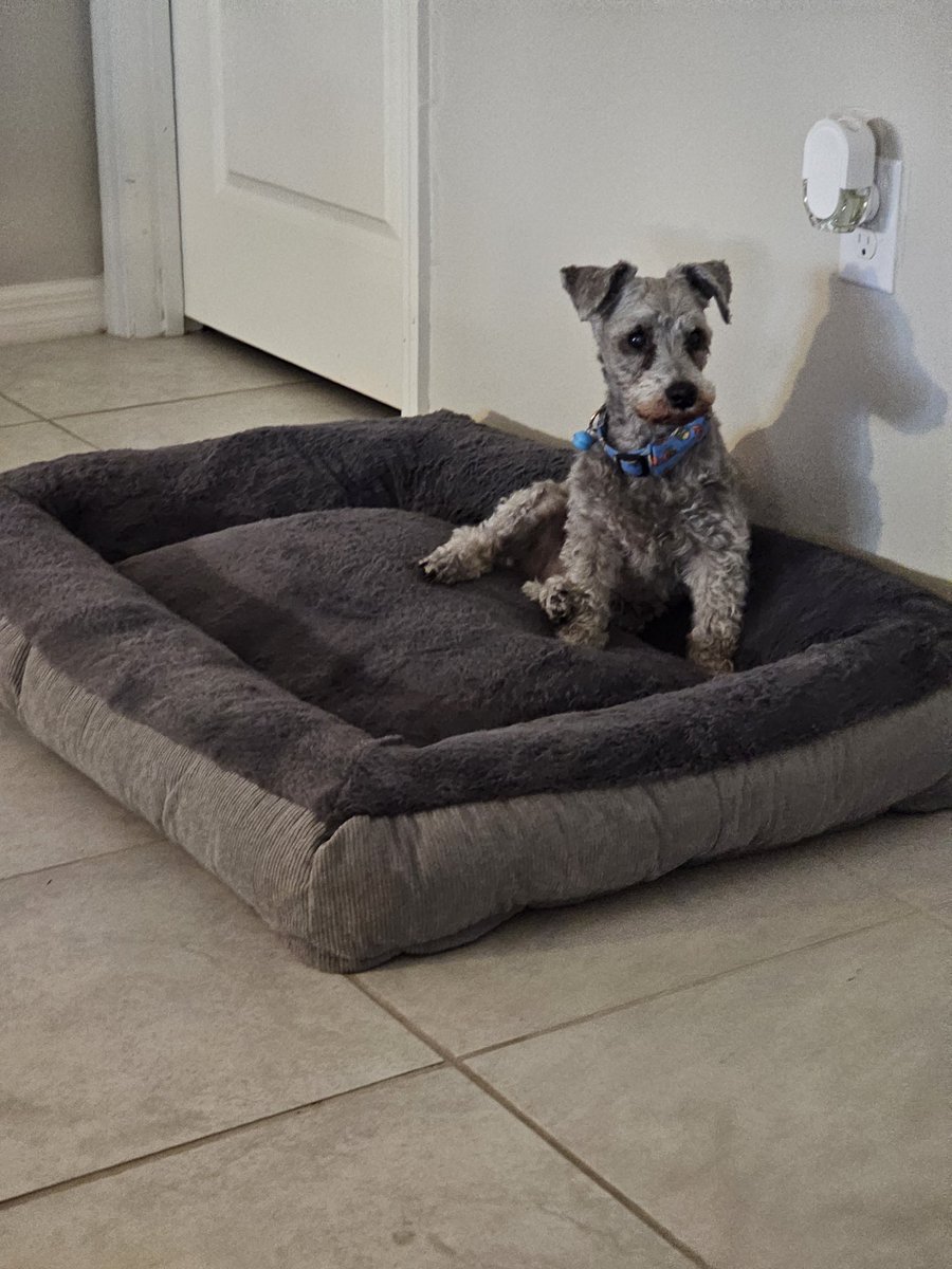 DTMatt77's tweet photo. @BestinDogs I have 2 senior rescue dogs, a shnoodle and a shih tso and wouldn't trade them for anything in the world. They bring me so much joy. https://t.co/ndcWa0S1bJ
