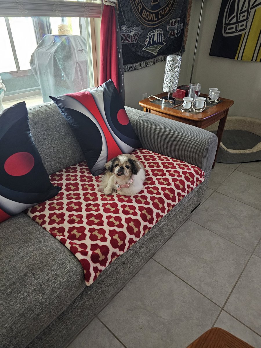 DTMatt77's tweet photo. @BestinDogs I have 2 senior rescue dogs, a shnoodle and a shih tso and wouldn't trade them for anything in the world. They bring me so much joy. https://t.co/ndcWa0S1bJ