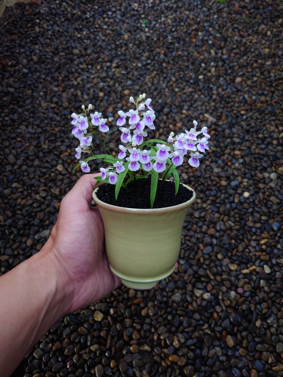 ranmanen's tweet photo. アワチドリの季節になりました https://t.co/vwYmKd1eq3