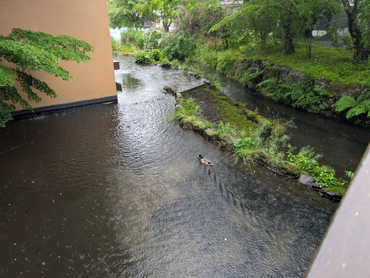 6年ぶりの軽井沢です。鴨かわいい