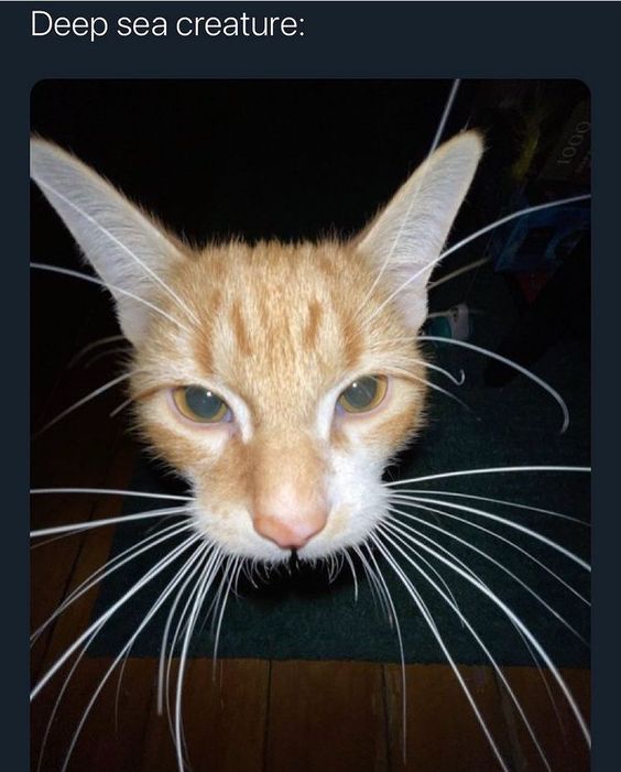 Why you should have a cat (@shouldhavecat) on Twitter photo 