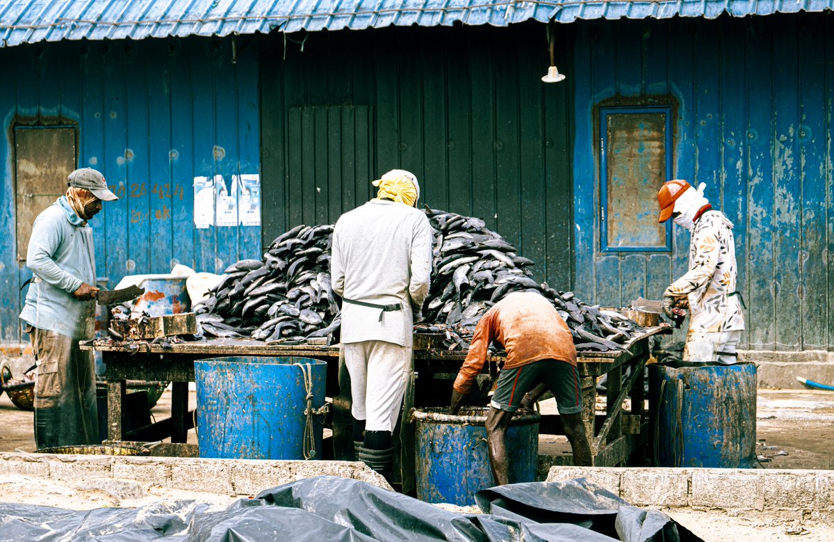 PDKImages's tweet image. Another side of life. The Butchers at Negombo Fish market. What a fascinating place to wander around. The smell of drying fish hits you first, followed by the butchers. Quite something to behold.
Happy Monday!
#negombo #negombofishmarket #butchery #life #srilanka #citylife#fish