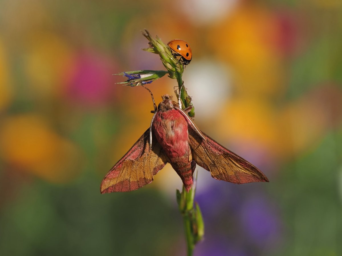 Andrew Fusek Peters (@2peters) on Twitter photo Little Elephant Hawk Moth in the garden, nr Orvieto, Italy in camera stack, Om1mk2 and 90mm <a href="/savebutterflies/">Butterfly Conservation 🦋</a> <a href="/OMSYSTEMcameras/">OM SYSTEM Cameras</a> Little Elephant Hawk Moth in the garden, nr Orvieto, Italy in camera stack, Om1mk2 and 90mm <a href="/savebutterflies/">Butterfly Conservation 🦋</a> <a href="/OMSYSTEMcameras/">OM SYSTEM Cameras</a>