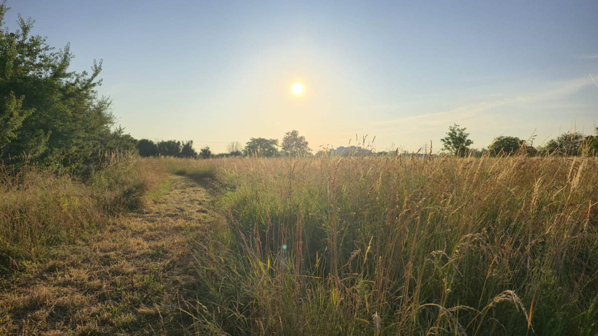 EU_Grasslands's tweet photo. Good morning from Vienna! 🌅 

Excited for #LPS25 to kick off! Looking forward to a week full of information, inspiration, and insights.

📍Donauinsel | 📸: Early morning light over urban grasslands
#EUGrasslandWatch #Copernicus https://t.co/TVDXe56b8X
